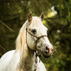 Anden særlig race Felix