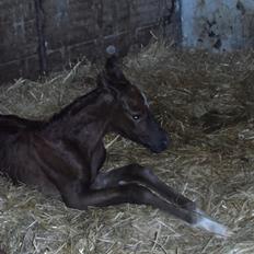 DSP Suna's miss paradise