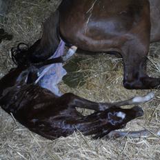 DSP Suna's miss paradise