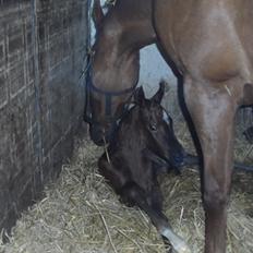 DSP Suna's miss paradise