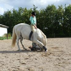 Arabisk fuldblod (OX) Wathana