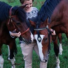 Pinto /Islænder   Futte