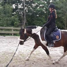 Pinto /Islænder   Futte