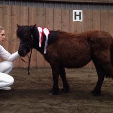 Shetlænder Sønderskovs fresia (tidl. hest)