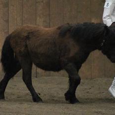Shetlænder Sønderskovs fresia (tidl. hest)