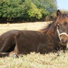Shetlænder Sønderskovs fucia (Solgt)