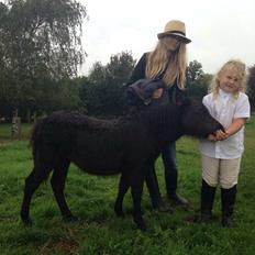 Shetlænder Sønderskovs fucia (Solgt)