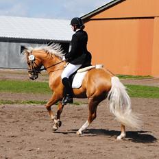 Palomino kvolsbæks diamond dream 