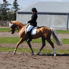 Palomino kvolsbæks diamond dream 