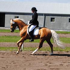 Palomino kvolsbæks diamond dream 