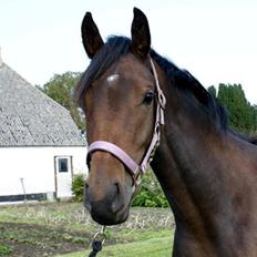 Anden særlig race Zaida rose