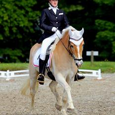 Tyroler Haflinger Elghuset's why not