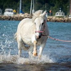 Anden særlig race Melissa ¤Min pige¤