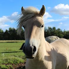 Fjordhest Lau