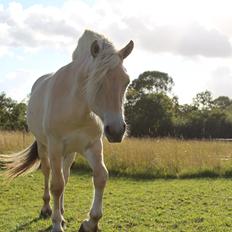 Fjordhest Lau