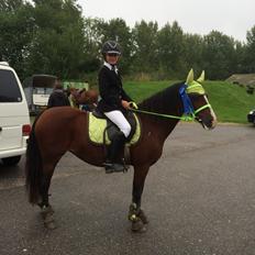 Welsh Cob (sec D) Velvet