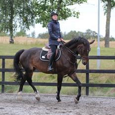 Svensk Varmblod Garinja