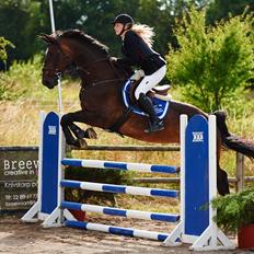 Svensk Varmblod Garinja