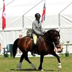 Welsh Cob (sec D) Kildegaards Chester