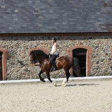 Welsh Cob (sec D) Kildegaards Chester