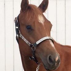 Quarter Macs Good N Powerful