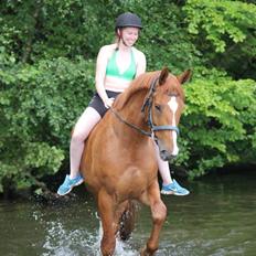 Dansk Varmblod Storgaardens Rialto