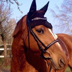 Dansk Varmblod Selina Guinnes