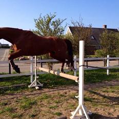 Dansk Varmblod Selina Guinnes