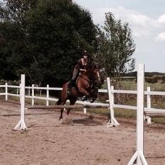 Dansk Varmblod Selina Guinnes