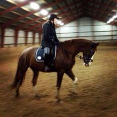 Dansk Varmblod Miró