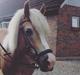 Haflinger Leris