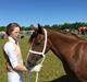 Welsh Pony af Cob-type (sec C) Chopins Fallulah
