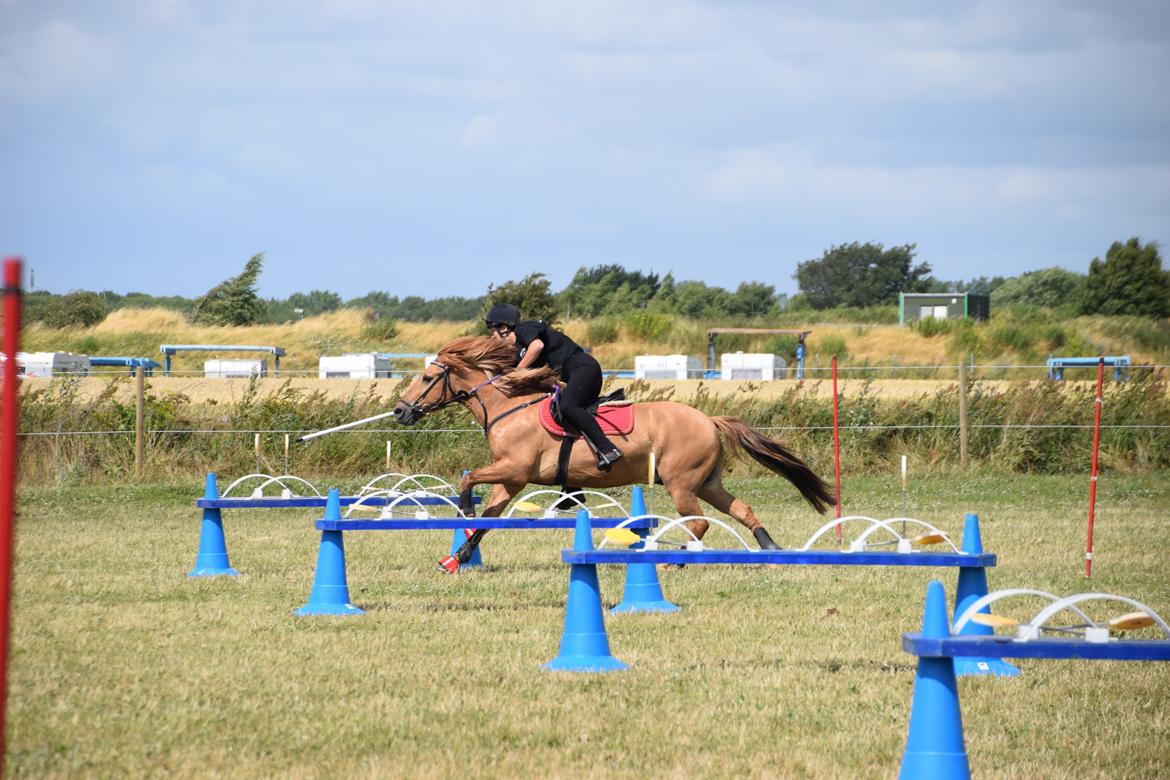 Anden særlig race Lucas/Alf billede 18