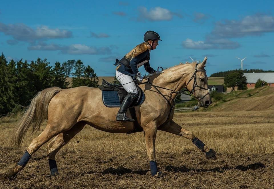 Palomino Kaergaardens ripasso billede 38