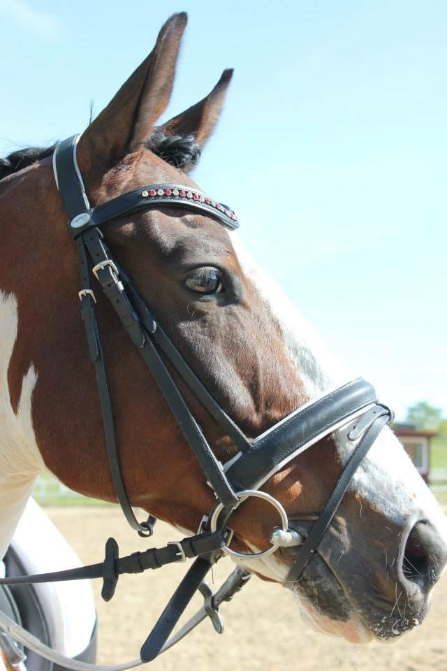 Pinto PePitto - Petti<3 billede 7