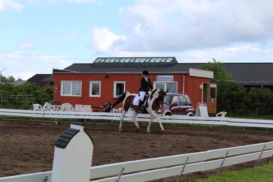 Pinto PePitto - Petti<3 billede 18