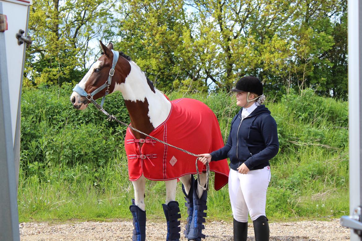 Pinto PePitto - Petti<3 billede 20