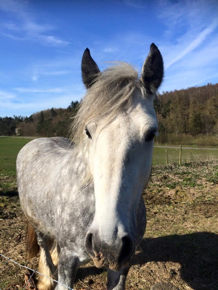 Tinker Manse (Tidligere Conn) billede 3