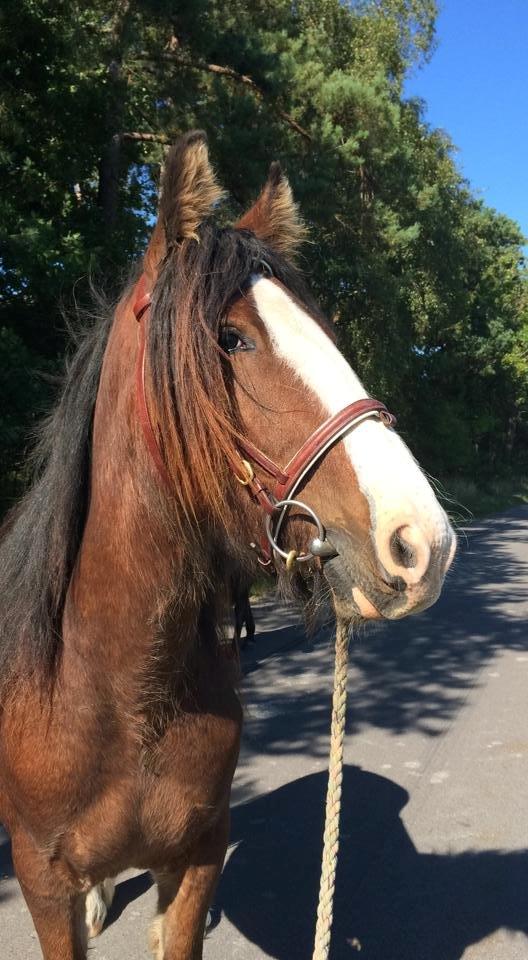 Tinker Aasgaard's Mac. O' Connor billede 17