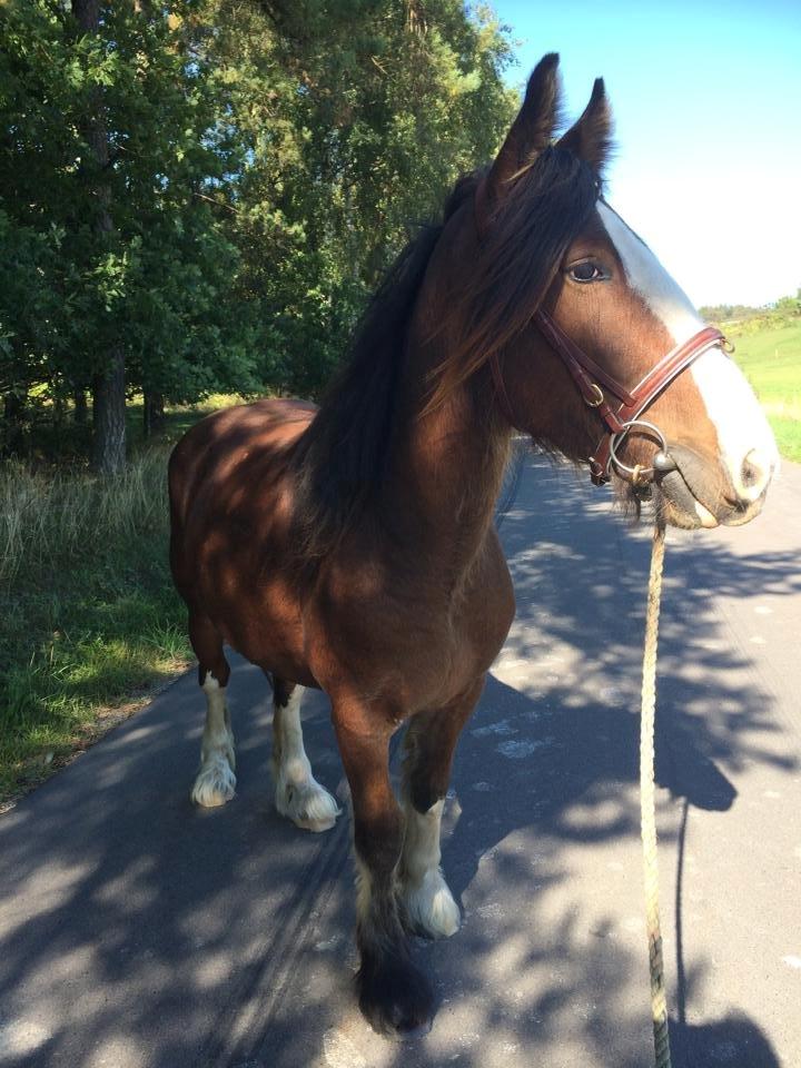 Tinker Aasgaard's Mac. O' Connor billede 19