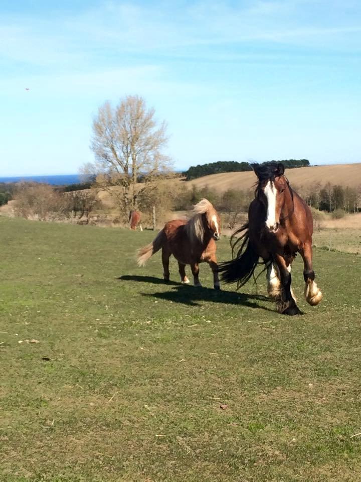 Tinker Aasgaard's Mac. O' Connor billede 20