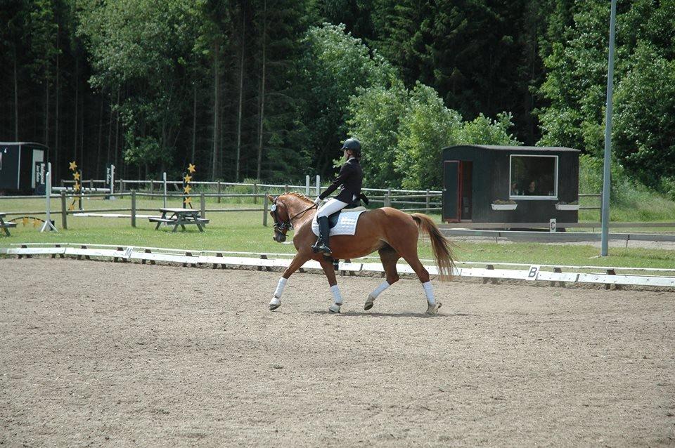 DSP Lindveds Musca billede 20