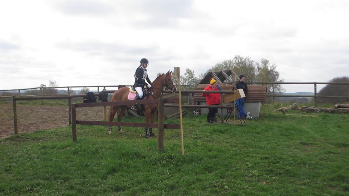 DSP Lindveds Musca billede 2