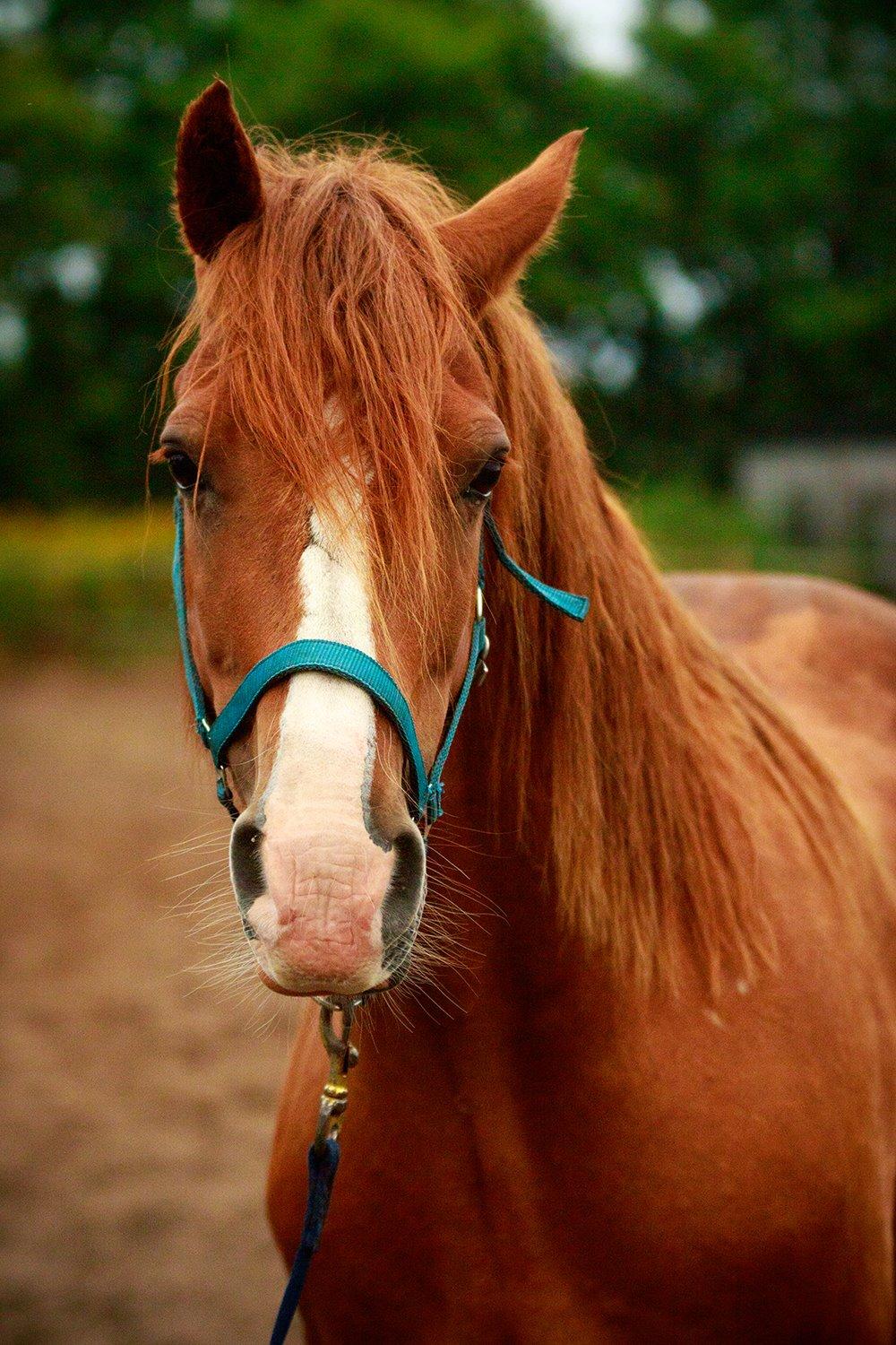 Welsh Cob (sec D) H-S Charles - 27. august 2015 billede 14
