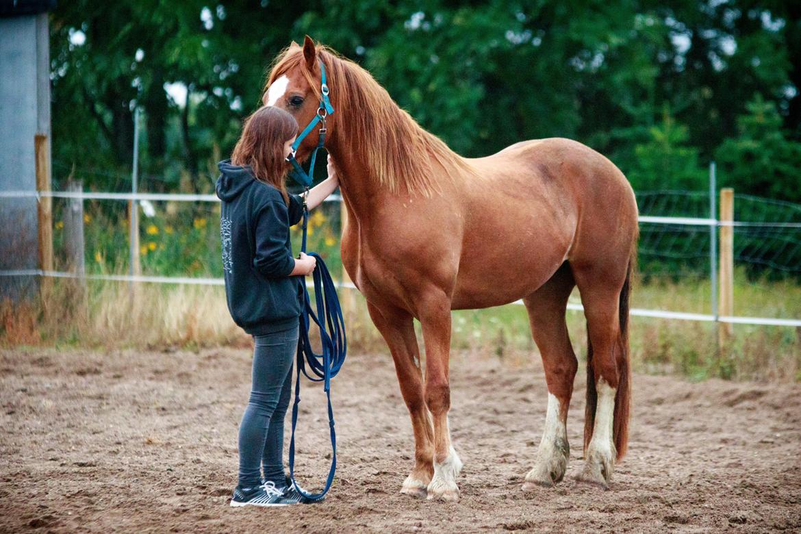 Welsh Cob (sec D) H-S Charles - 27. august 2015 billede 11