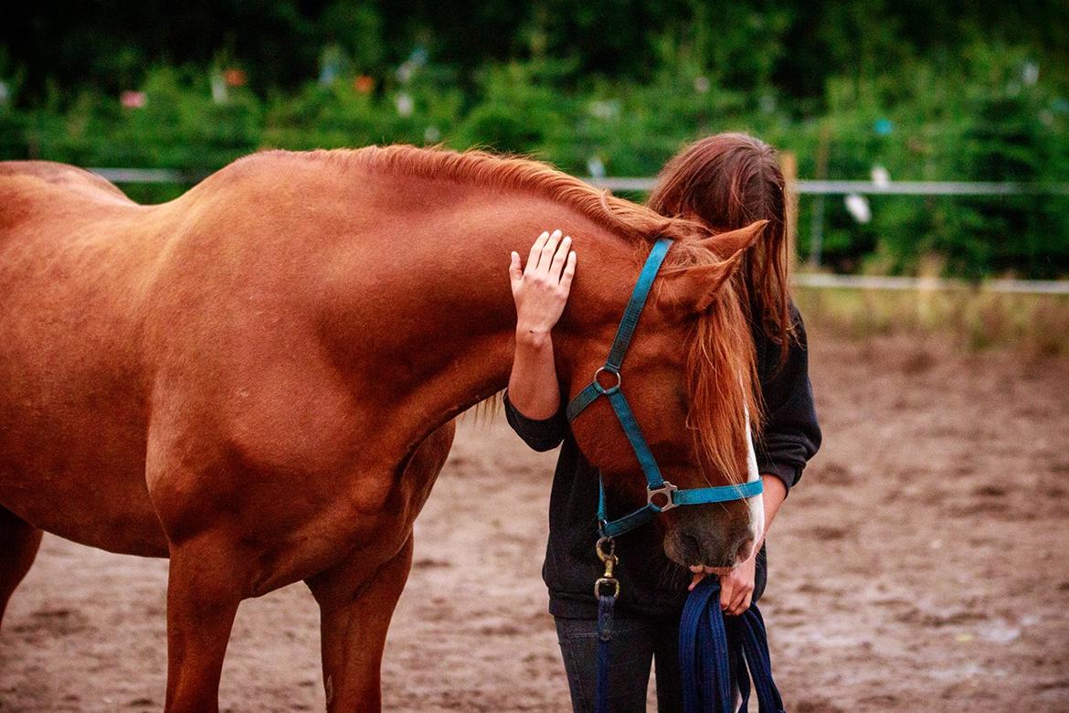 Welsh Cob (sec D) H-S Charles - 27. august 2015 billede 13