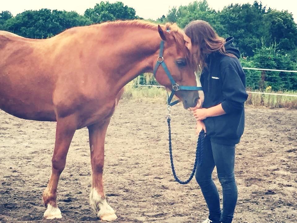 Welsh Cob (sec D) H-S Charles - 27. august 2015 - Da jeg var nede at se ham. billede 8