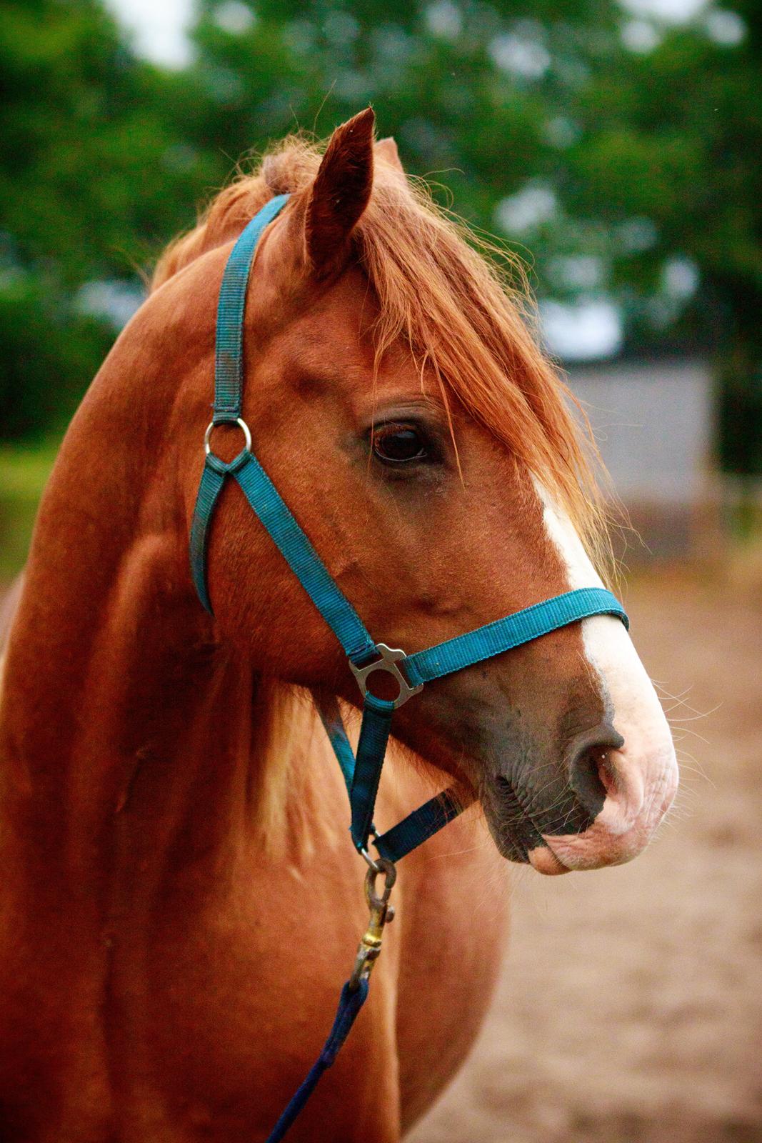 Welsh Cob (sec D) H-S Charles - 27. august 2015 billede 9