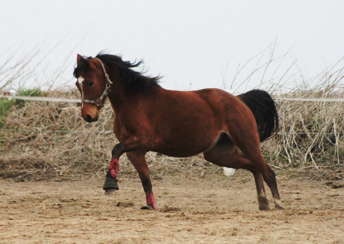 DSP Birkemøllens dea billede 13