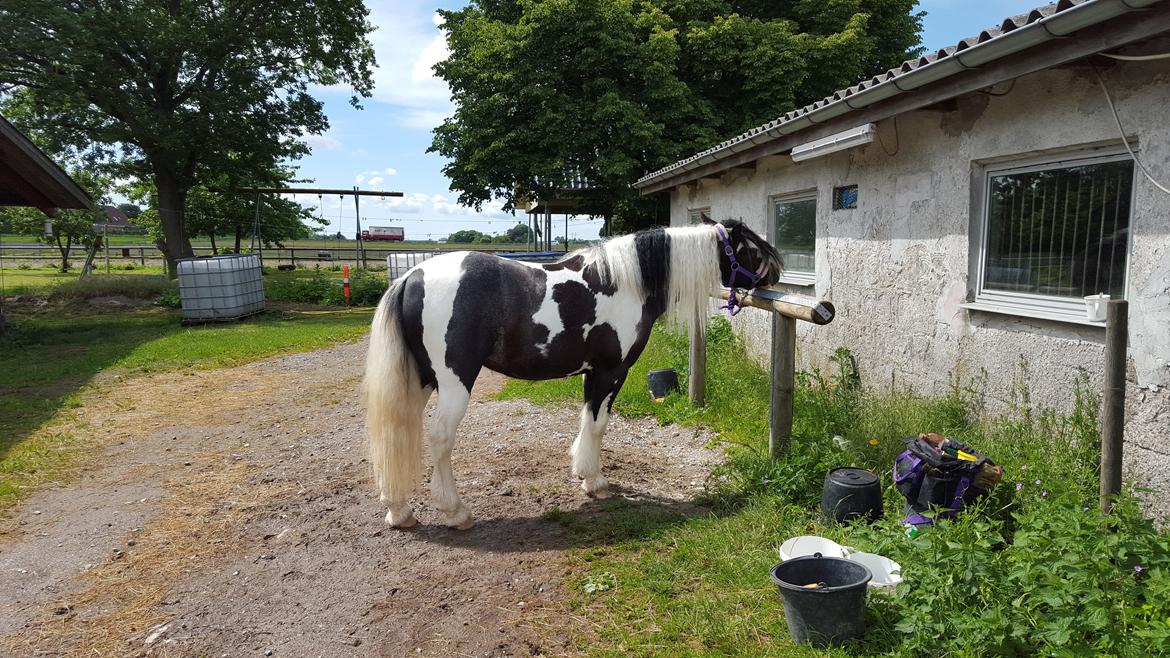 Irish Cob Siofra billede 15